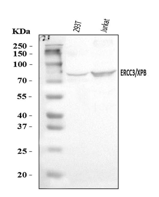 Anti-XPB/ERCC3 Antibody Picoband® Boster Bio