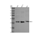 Anti-RBM3 Antibody Picoband® Boster Bio