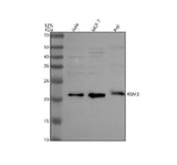 Anti-RBM3 Antibody Picoband® Boster Bio