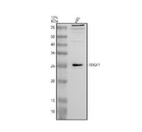 Anti-CRIPTO Antibody Picoband® Boster Bio