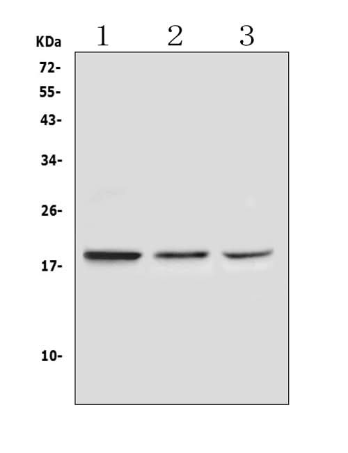 Anti-Ribonuclease 3/RNASE3 Antibody Picoband® Boster Bio