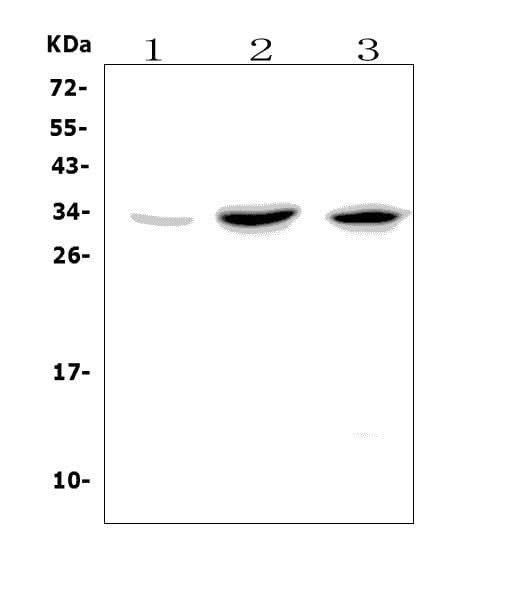 Anti-GITR/Tnfrsf18 Picoband® Antibody Boster Bio