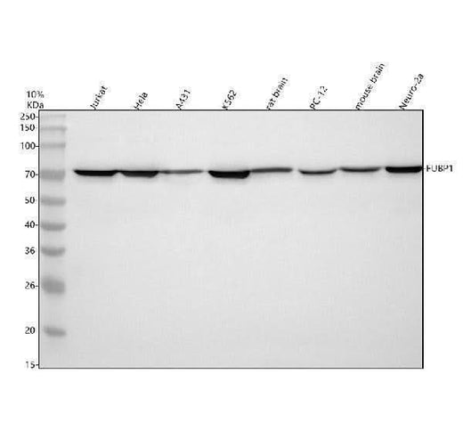 Anti-FUBP1 Antibody Picoband® Boster Bio
