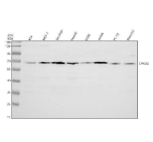 Anti-CYP2J2 Antibody Picoband® Boster Bio