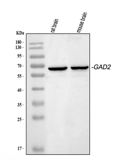 Anti-GAD65/GAD2 Antibody Picoband® Boster Bio