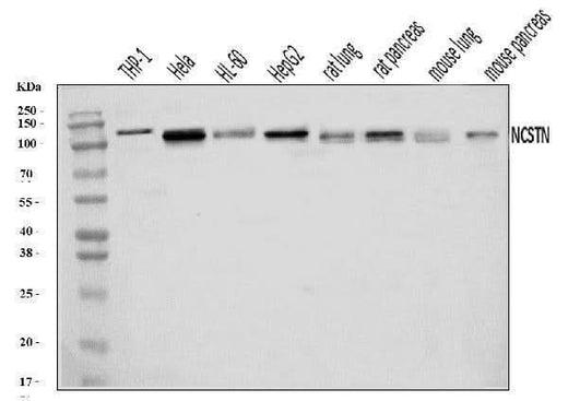 Anti-Nicastrin/NCSTN Antibody Picoband® Boster Bio