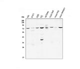 Anti-CD239/BCAM Antibody Picoband® Boster Bio