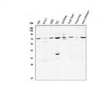 Anti-CD239/BCAM Antibody Picoband® Boster Bio