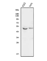 Anti-GSK3 alpha/GSK3A Antibody Picoband® Boster Bio