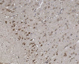 Anti-Synaptopodin/SYNPO Antibody Picoband® Boster Bio