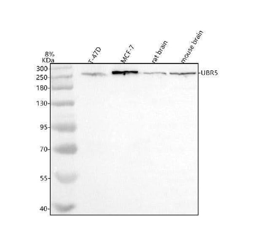 Anti-UBR5 Antibody Picoband® Boster Bio