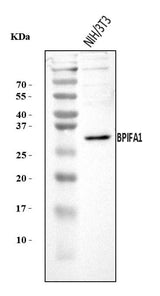 Anti-Plunc/BPIFA1 Antibody Picoband® Boster Bio