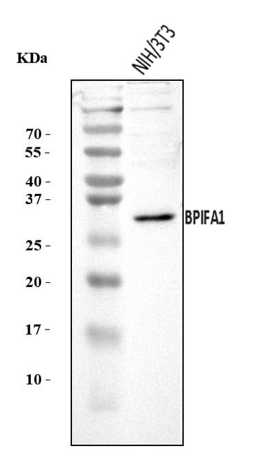 Anti-Plunc/BPIFA1 Antibody Picoband® Boster Bio