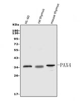 Anti-PAX4 Antibody Picoband® Boster Bio
