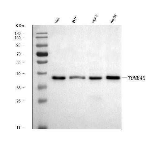 Anti-TOMM40 Antibody Picoband® Boster Bio