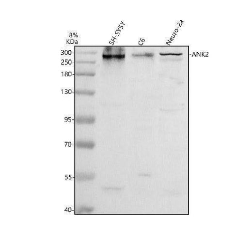 Anti-DLX5 Antibody Picoband® Boster Bio