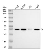 Anti-Fibrillarin/FBL Antibody Picoband® Boster Bio