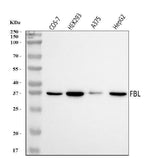 Anti-Fibrillarin/FBL Antibody Picoband® Boster Bio