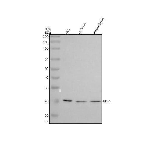 Anti-NCR3 Antibody Picoband® Boster Bio