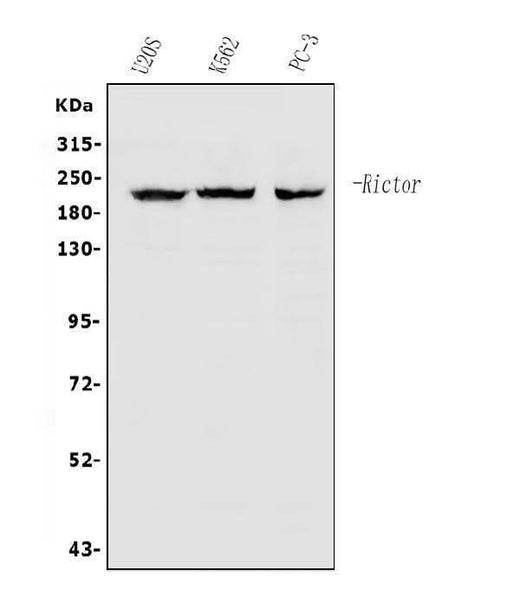Anti-RICTOR Antibody Picoband® Boster Bio