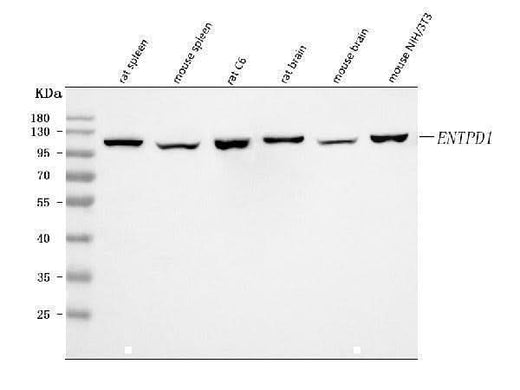 Anti-CD39/Entpd1 Antibody Picoband® Boster Bio