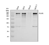 Anti-RAI1 Antibody Picoband® Boster Bio