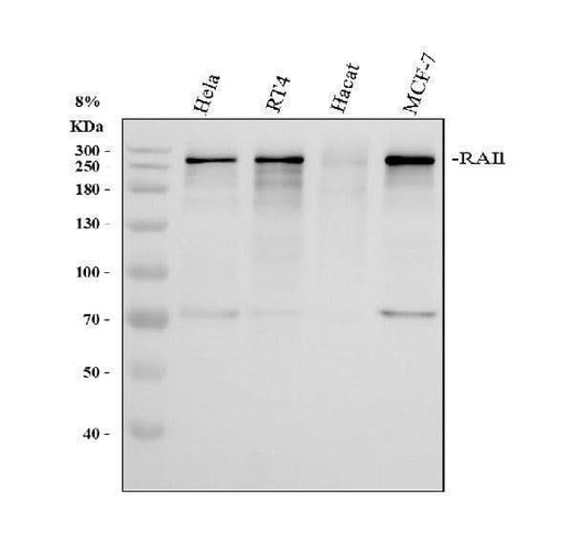 Anti-RAI1 Antibody Picoband® Boster Bio