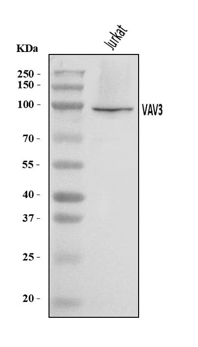 Anti-VAV3 Antibody Picoband® Boster Bio