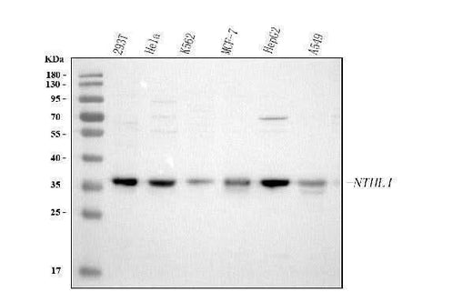 Anti-NTHL1 Antibody Picoband® Boster Bio