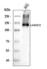 Anti-LAMC2 Antibody Picoband® Boster Bio