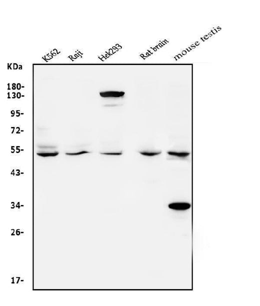 Anti-VPS4A Antibody Picoband® Boster Bio