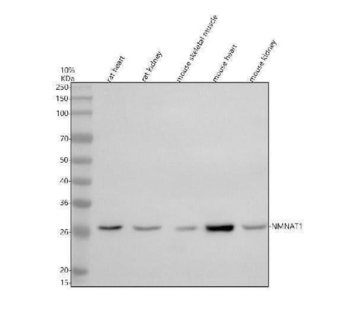 Anti-NMNAT1 Antibody Picoband® Boster Bio