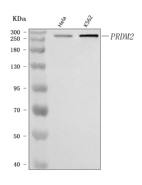 Anti-PRDM2 Antibody Picoband® Boster Bio