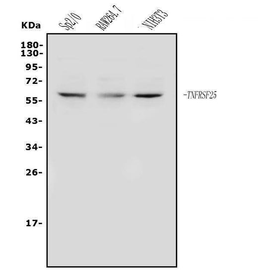 Anti-DR3/Tnfrsf25 Antibody Picoband® Boster Bio