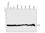 Anti-Cyclophilin B/PPIB Antibody Picoband® Boster Bio