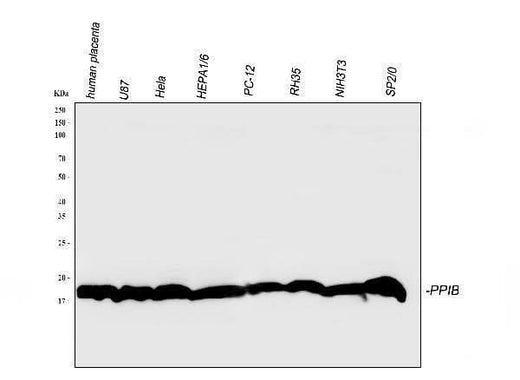 Anti-Cyclophilin B/PPIB Antibody Picoband® Boster Bio
