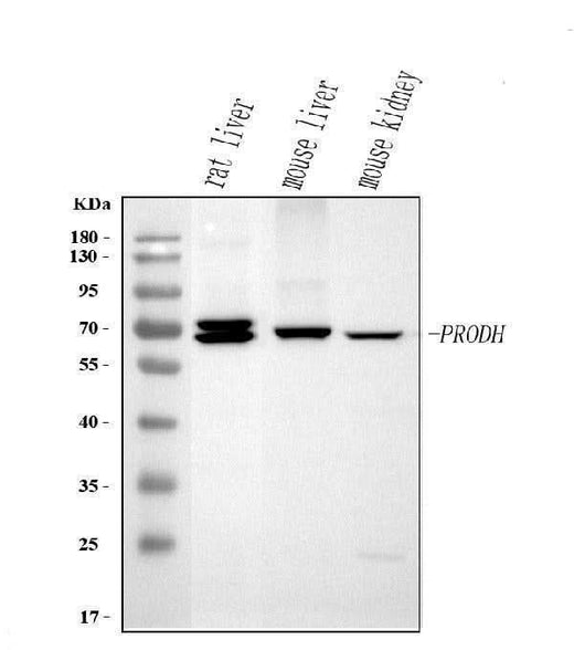 Anti-PRODH Antibody Picoband® Boster Bio
