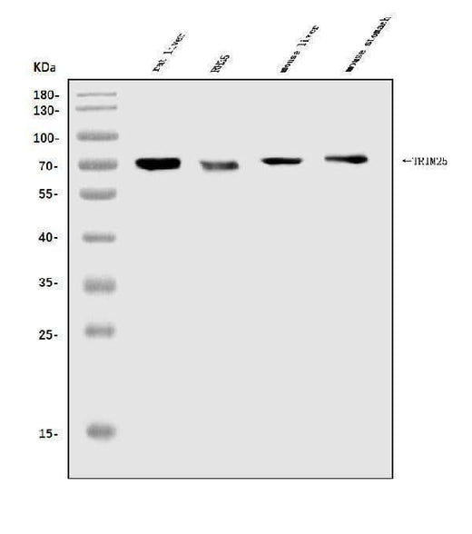 Anti-TRIM25/EFP Antibody Picoband® Boster Bio