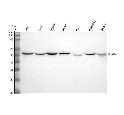 Anti-SHMT2 Antibody Picoband® Boster Bio