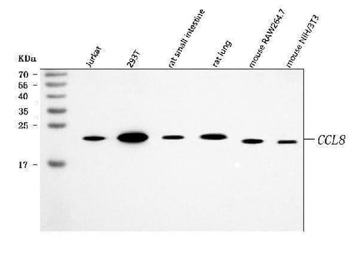 Anti-MCP2/CCL8 Antibody Picoband® Boster Bio