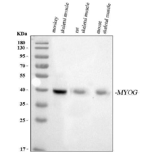 Anti-Myogenin/MYOG Antibody Picoband® Boster Bio