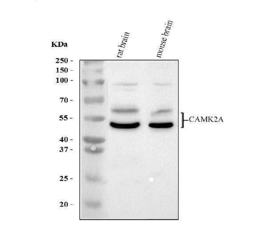 Anti-CaMKII alpha/CAMK2A Antibody Picoband® Boster Bio