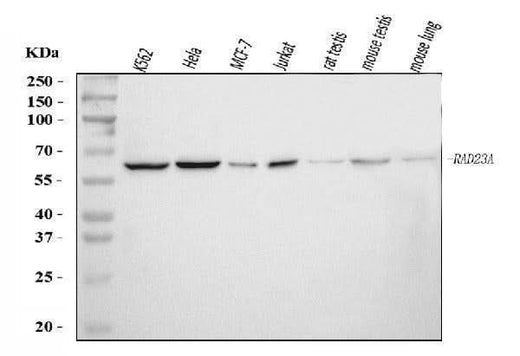 Anti-hHR23A/RAD23A Antibody Picoband® Boster Bio