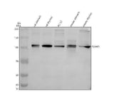 Anti-SPINK5 Antibody Picoband® Boster Bio