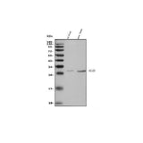 Anti-Klrd1/CD94 Antibody Picoband® Boster Bio