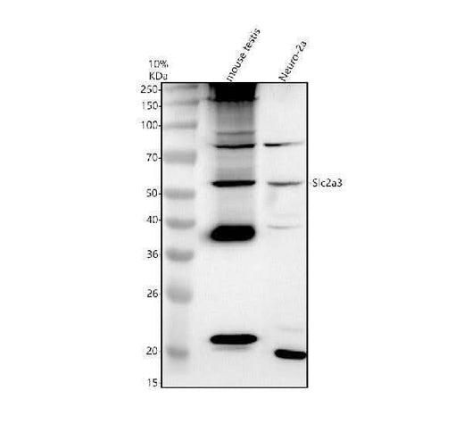 Anti-GLUT3/SLC2A3 Antibody Picoband® Boster Bio