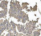 Anti-Claudin 5/CLDN5 Antibody Boster Bio