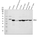 Anti-PDK2 Antibody Picoband® Boster Bio