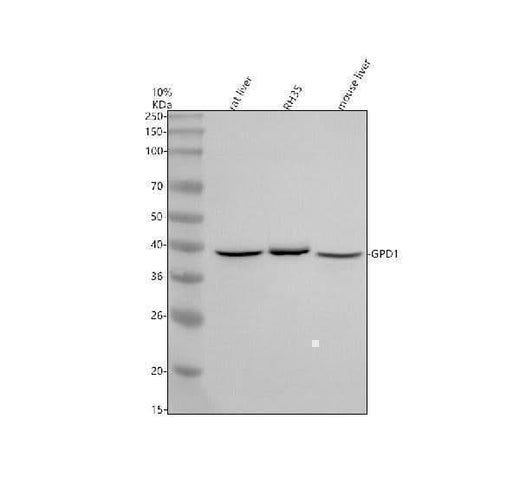 Anti-GPD1 Antibody Picoband® Boster Bio