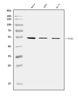 Anti-TEF1/TEAD-1/TEAD1 Antibody Picoband® Boster Bio